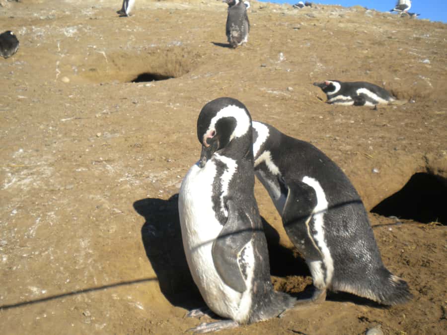 Magdalena Island Penguin Tour by Boat from Punta Arenas - The return boat ride and the real five-hour schedule