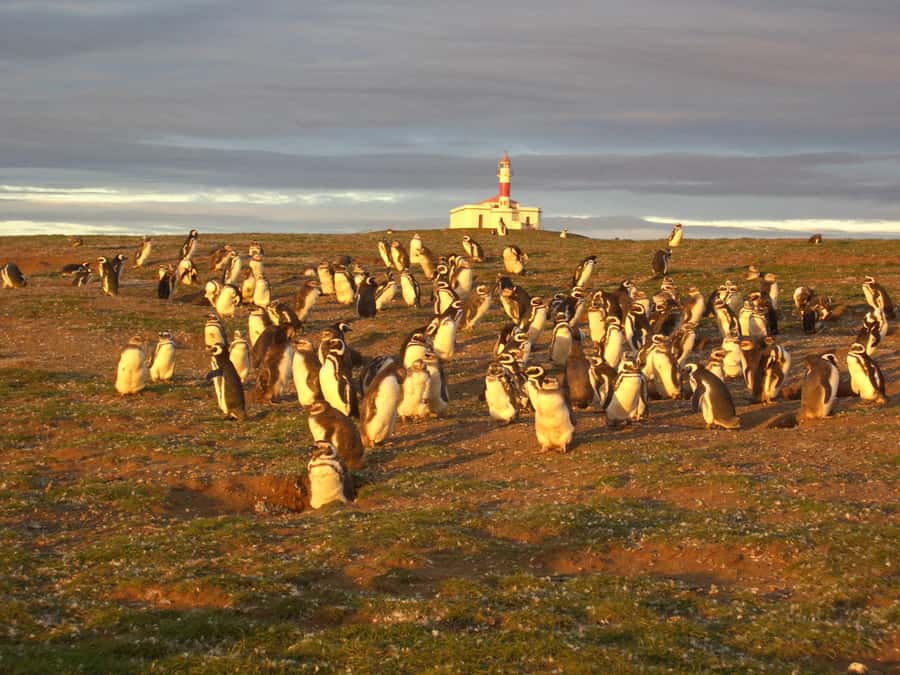 Magdalena Island Penguin Tour by Boat from Punta Arenas - What to bring and what to leave behind
