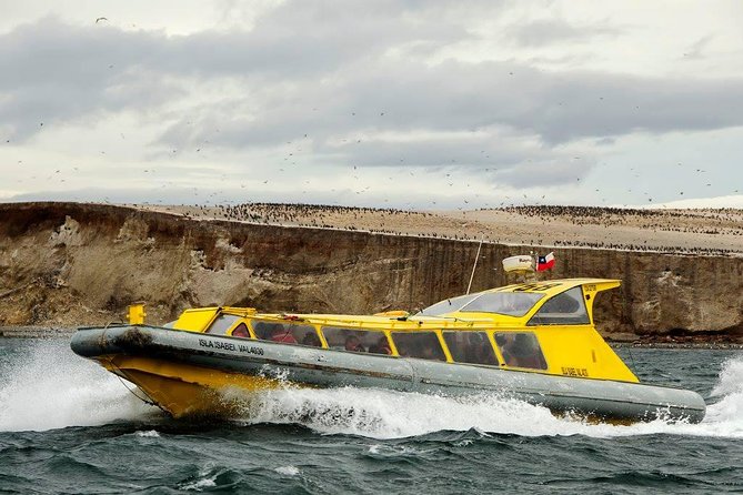 Magdalena Island Penguin Tour by Boat from Punta Arenas - Starting at José Nogueira 1255 in Punta Arenas