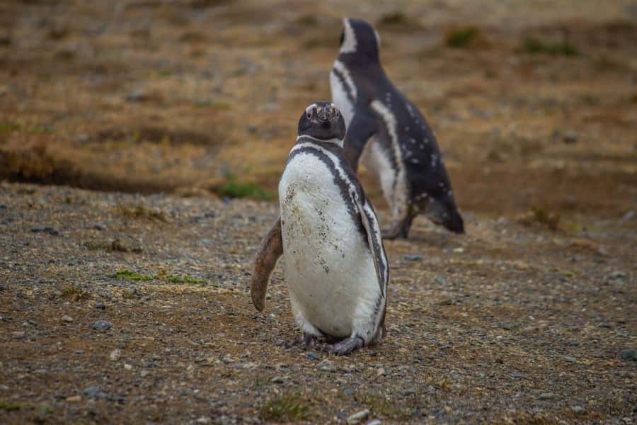 Magdalena Island: Walk with the penguins - Starting at Muelle Prat and getting organized