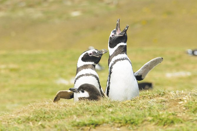 Navigation Magdalena Island and Marta - Why this half-day trip matters in Punta Arenas