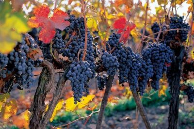 New Experience Concha y Toro Winery Tour from Santiago