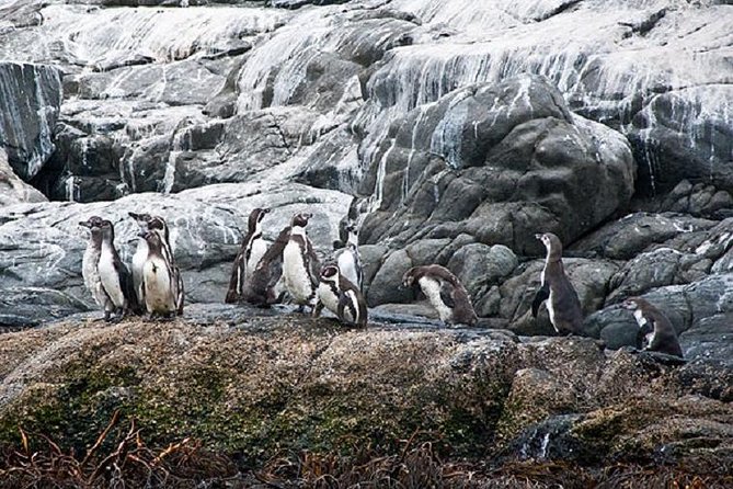 Penguin Watching Navigation Cachagua Lunch From STGO Private Tour - The long road from Santiago to the Pacific