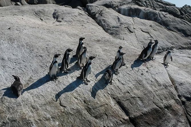Penguin Watching Navigation Cachagua Lunch From STGO Private Tour - The Flower Clock and Viña del Mar