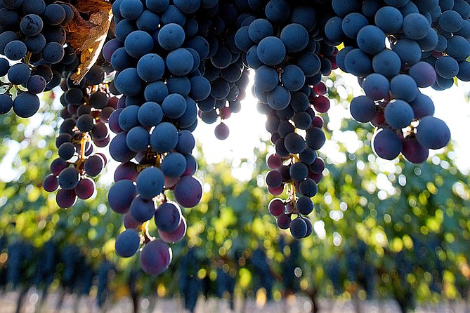 "Premium Wine Tour" Viña Cousiño Macul Official english - Walking through the vines and historic cellars