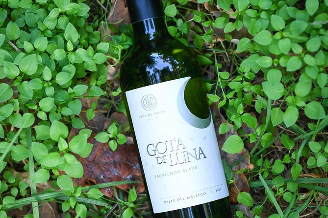 "Premium Wine Tour" Viña Cousiño Macul Official english - Guides who make the tasting work