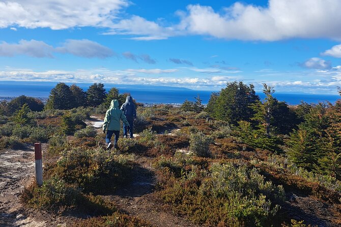 Private Patagonian Forest Hike in Punta Arenas: 4 Hour - Key points at a glance