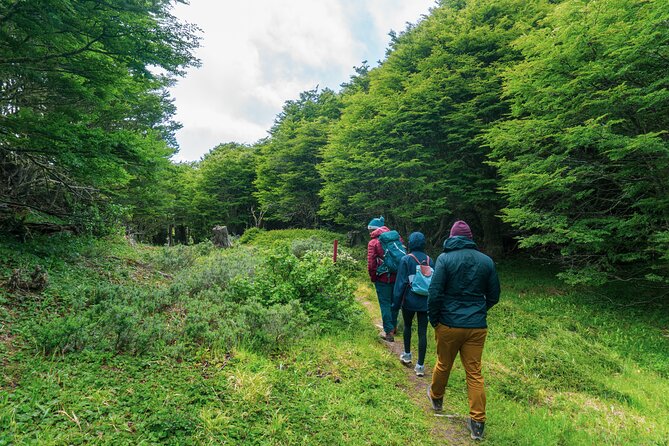 Private Patagonian Forest Hike in Punta Arenas: 4 Hour - Lunch, snacks, binoculars, and the small comforts