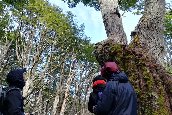 Private Patagonian Forest Hike in Punta Arenas: 4 Hour - Meeting your guide and leaving Punta Arenas
