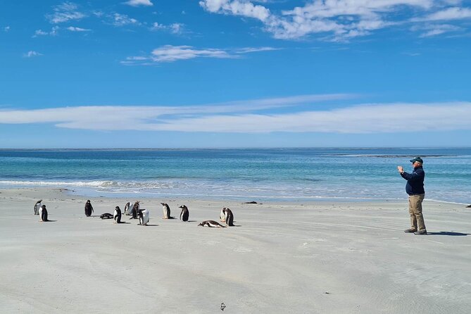 Private Penguin Paradise Tour: Penguins, Scenery & Stanley - Key points at a glance