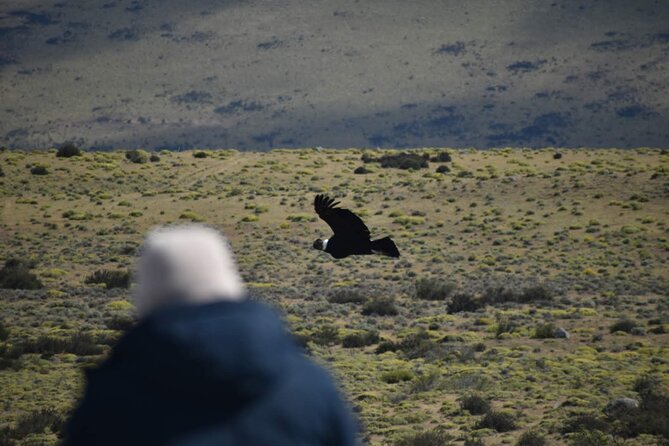 Private Torres del Paine & Milodon, departing from Punta Arenas - What the private service is really worth