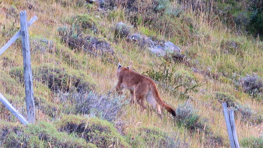 Puerto Natales: Base Torres Small Group Trekking - Forest, river views, and changing weather