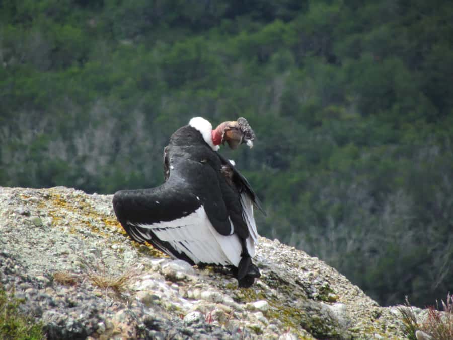 Puerto Natales: Cerro Benitez Half-Day Hike with Condors - Key points to know before you go