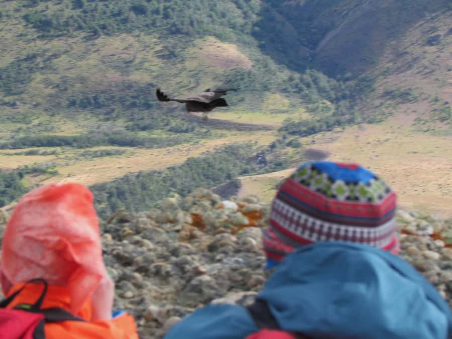 Puerto Natales: Cerro Benitez Half-Day Hike with Condors - Value, preparation, and practical limits