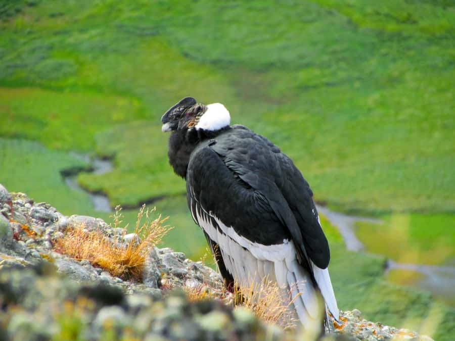 Puerto Natales: Cerro Benitez Half-Day Hike with Condors - Why Cerro Benitez makes sense for a short Patagonia hike