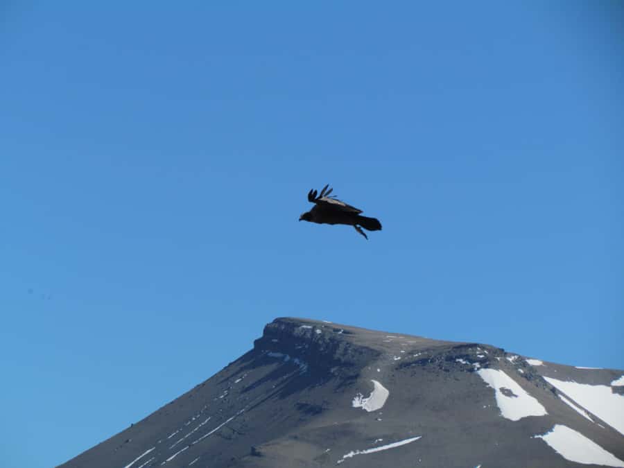 Puerto Natales: Cerro Benitez Half-Day Hike with Condors - The descent and the changing views