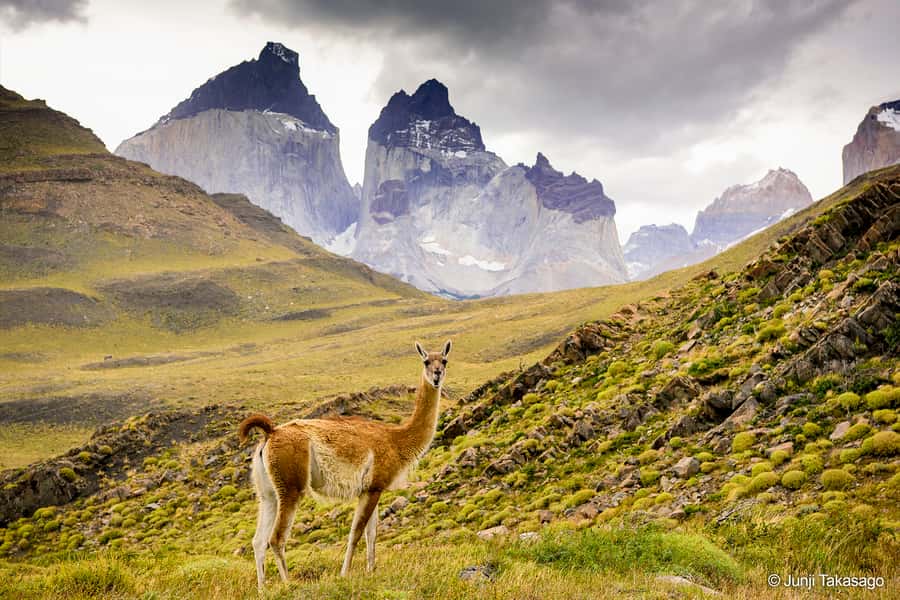 Puerto Natales: Full day tour Torres del Paine National Park - Guides, driving, and the group experience