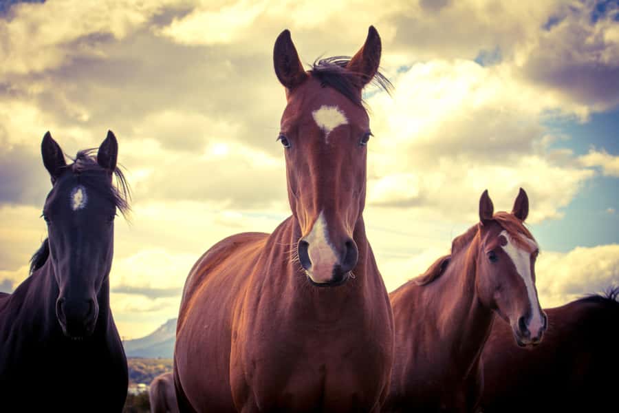 Puerto Natales: Traditional Horseback Riding Experience - Weather and what to wear in Patagonia