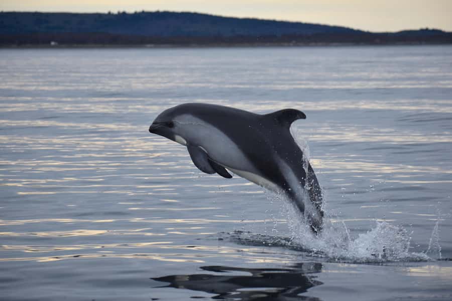 Punta Arenas: Austral Dolphin & Wildlife Watching Boat Tour - The Details That Matter Most