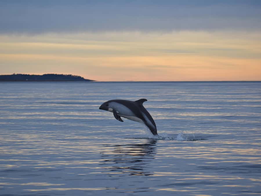 Punta Arenas: Austral Dolphin & Wildlife Watching Boat Tour - Why Bahía Agua Fresca Makes a Good Wildlife Stop