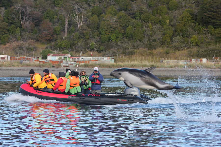 Punta Arenas: Austral Dolphin & Wildlife Watching Boat Tour - A 75-Minute Zodiac Cruise Along the Shore