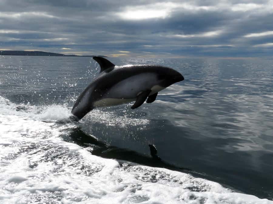 Punta Arenas: Austral Dolphin & Wildlife Watching Boat Tour - Watching Dolphins, Birds, Penguins, and Maybe a Whale