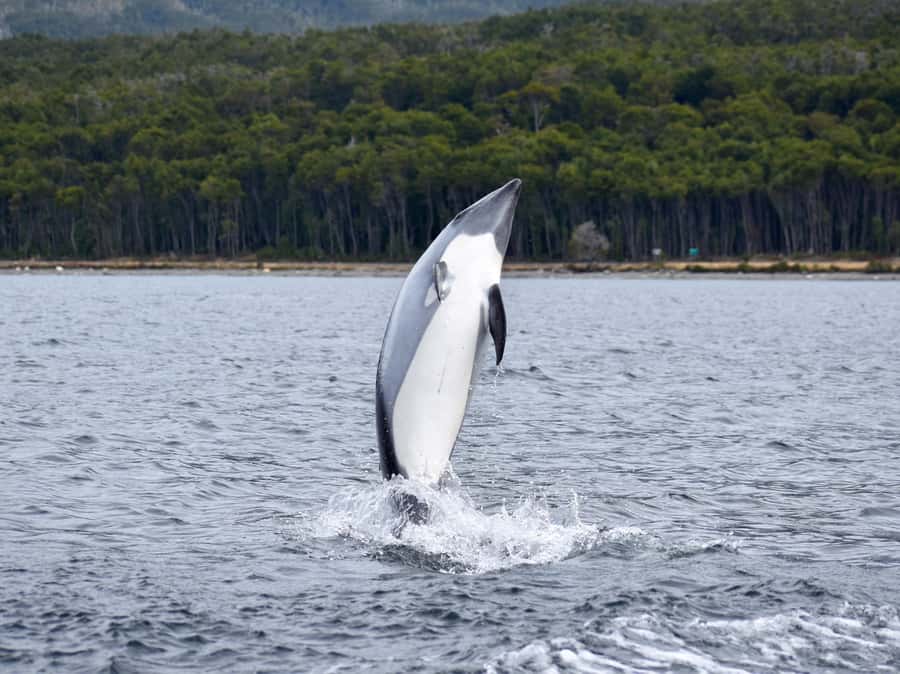 Punta Arenas: Austral Dolphin & Wildlife Watching Boat Tour - The Warm Drink and Snack Afterward
