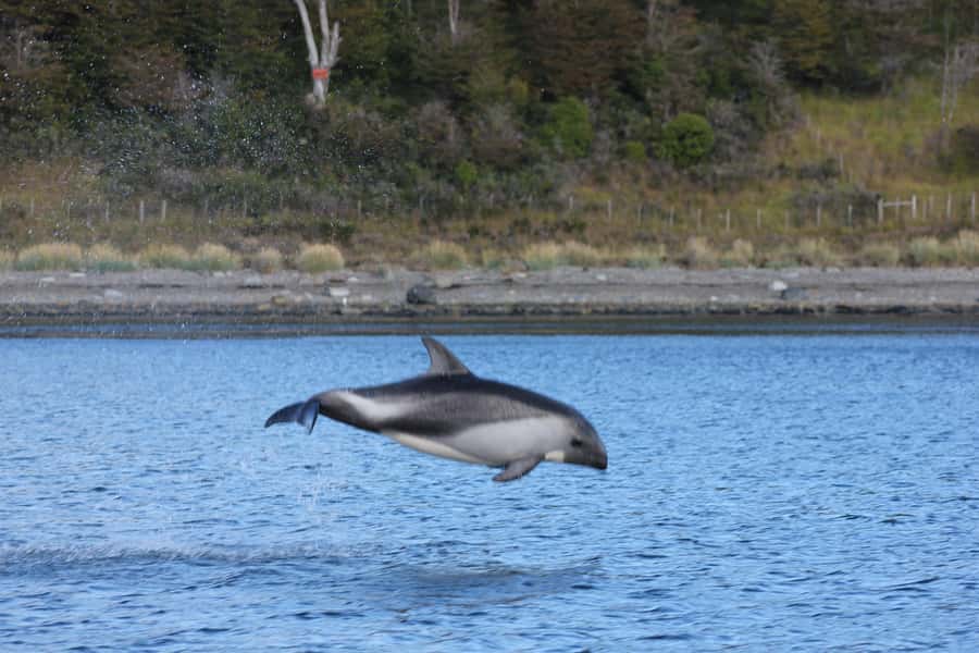 Punta Arenas: Austral Dolphin & Wildlife Watching Boat Tour - What the $190 Price Includes