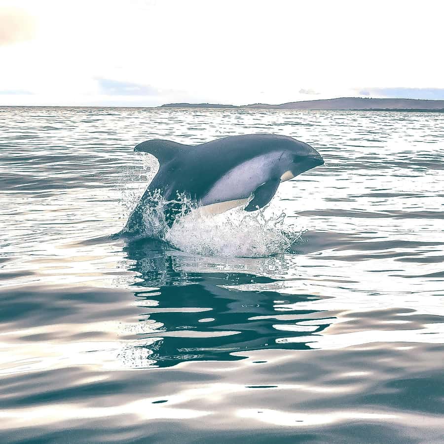 Punta Arenas: Austral Dolphin & Wildlife Watching Boat Tour - Timing, Weather, and the Main Drawbacks
