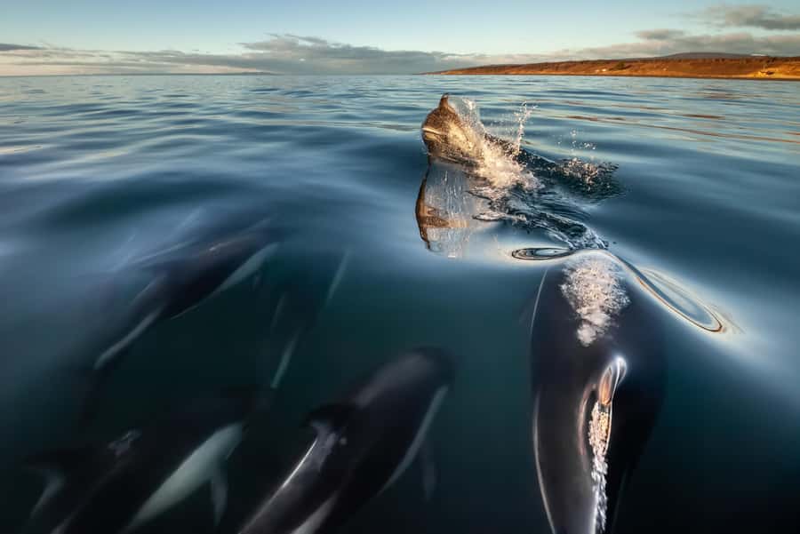 Punta Arenas: Austral Dolphin & Wildlife Watching Boat Tour - The 55-Minute Van Ride South from Punta Arenas