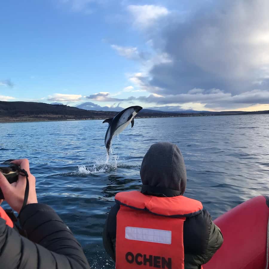 Punta Arenas: Dolphin & Wildlife Watching - Key points at a glance
