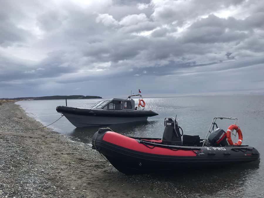 Punta Arenas: Dolphin & Wildlife Watching - From Punta Arenas to Agua Fresca Bay