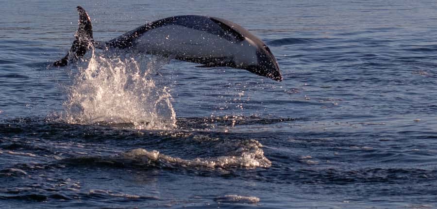 Punta Arenas: Dolphin & Wildlife Watching - Looking for southern dolphins near the boat