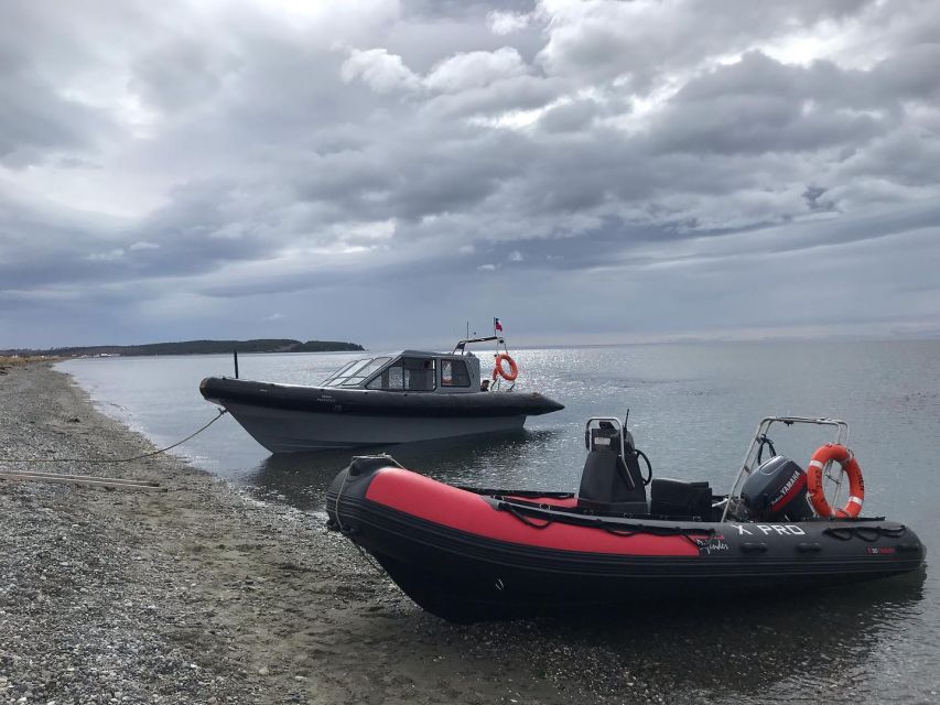 Punta Arenas: Dolphin & Wildlife Watching - Who should book this experience?
