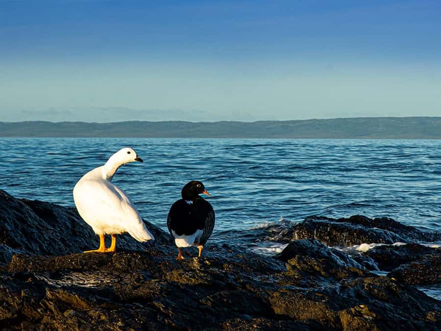 Punta Arenas: Fort Bulnes Historical Tour - How the tour handles time and group size