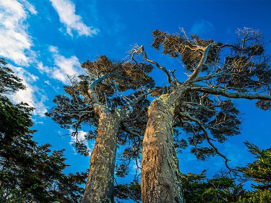Punta Arenas: Fort Bulnes Historical Tour - Who will enjoy Fort Bulnes most?