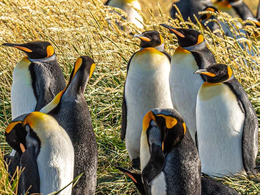 Punta Arenas: Full Day Tierra del Fuego & King Penguins - Key things to know before you go