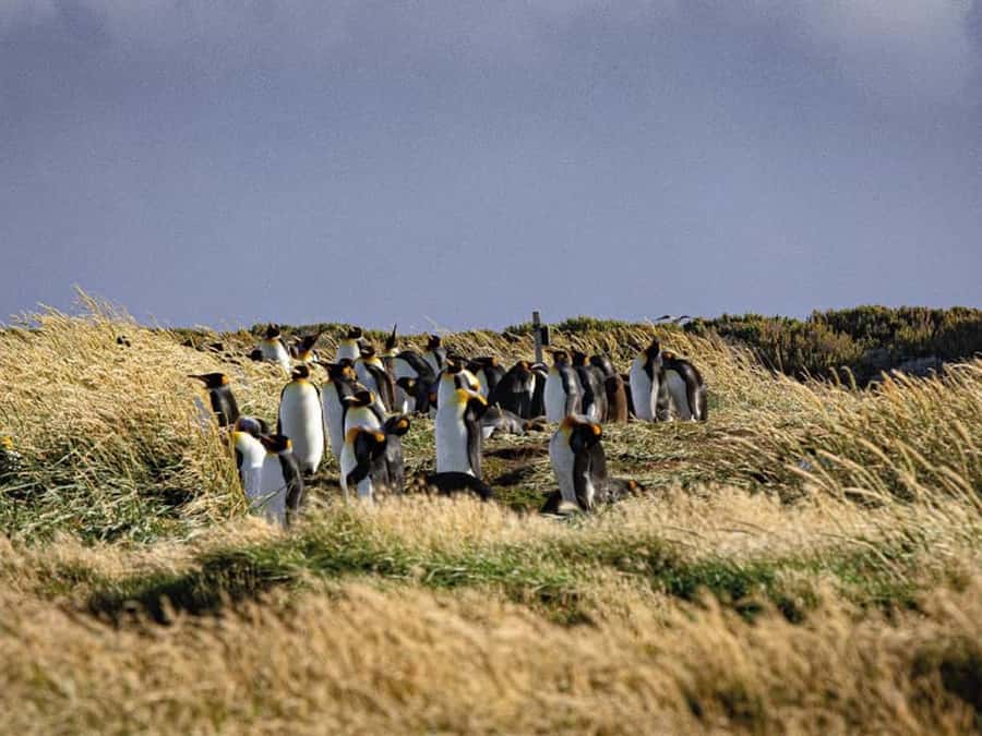 Punta Arenas: Full Day Tierra del Fuego & King Penguins - Why this day trip is worth considering