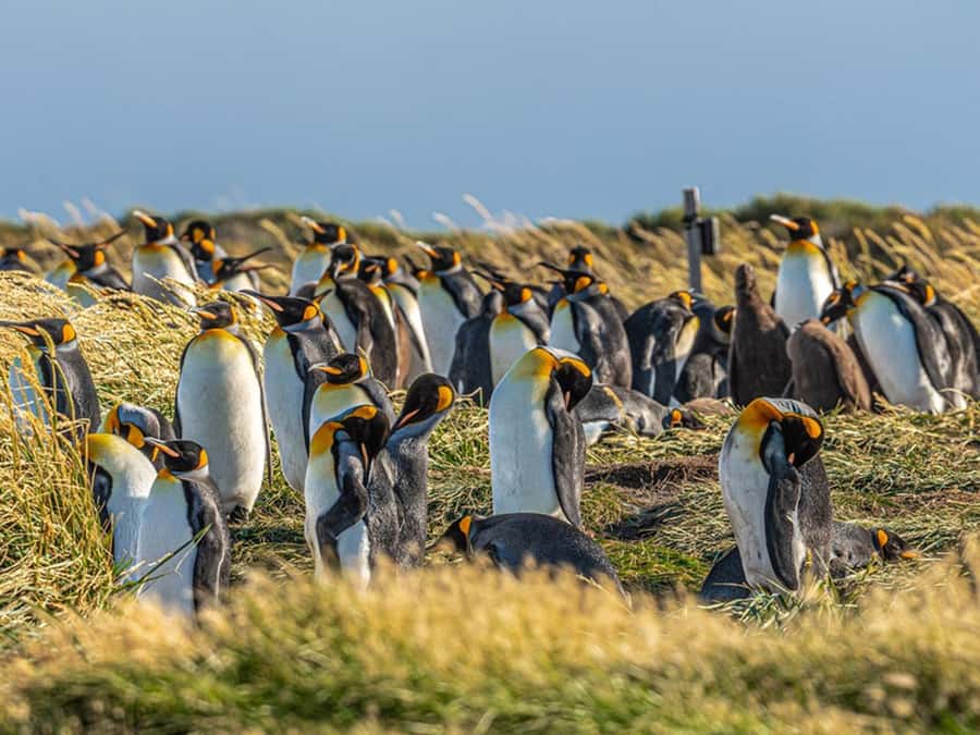 Punta Arenas: Full Day Tierra del Fuego & King Penguins - What to pack for comfort