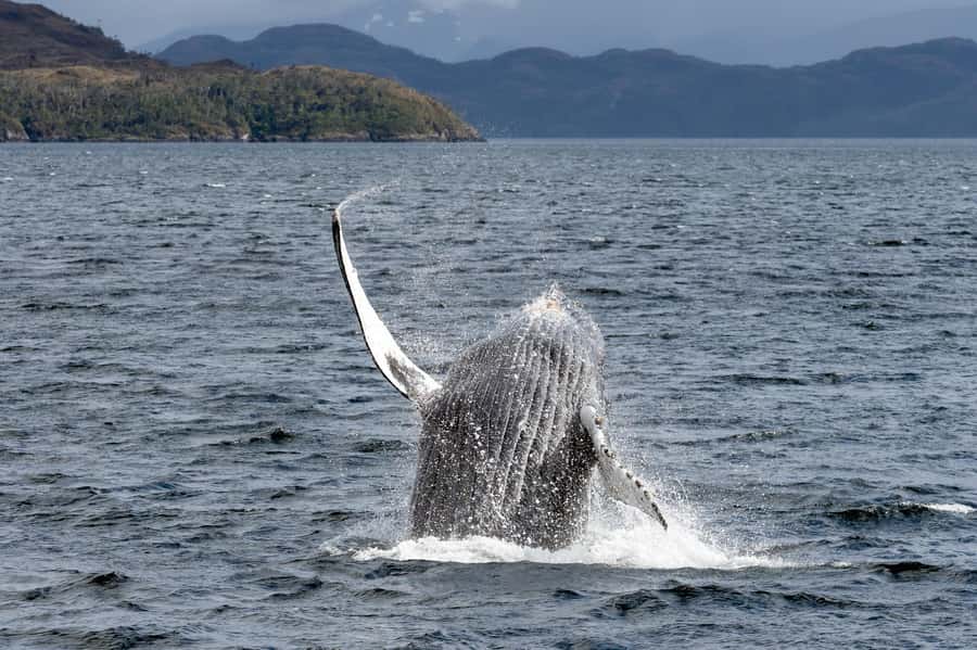 Punta Arenas: Full-Day Whales, Penguins, and Glaciers Tour - Key points before you book