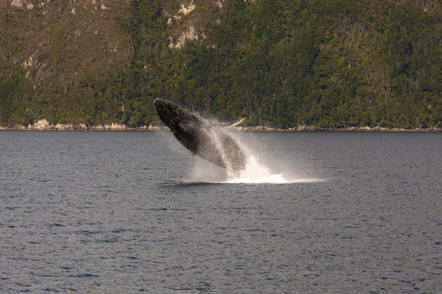 Punta Arenas: Full-Day Whales, Penguins, and Glaciers Tour - Is $365 good value?