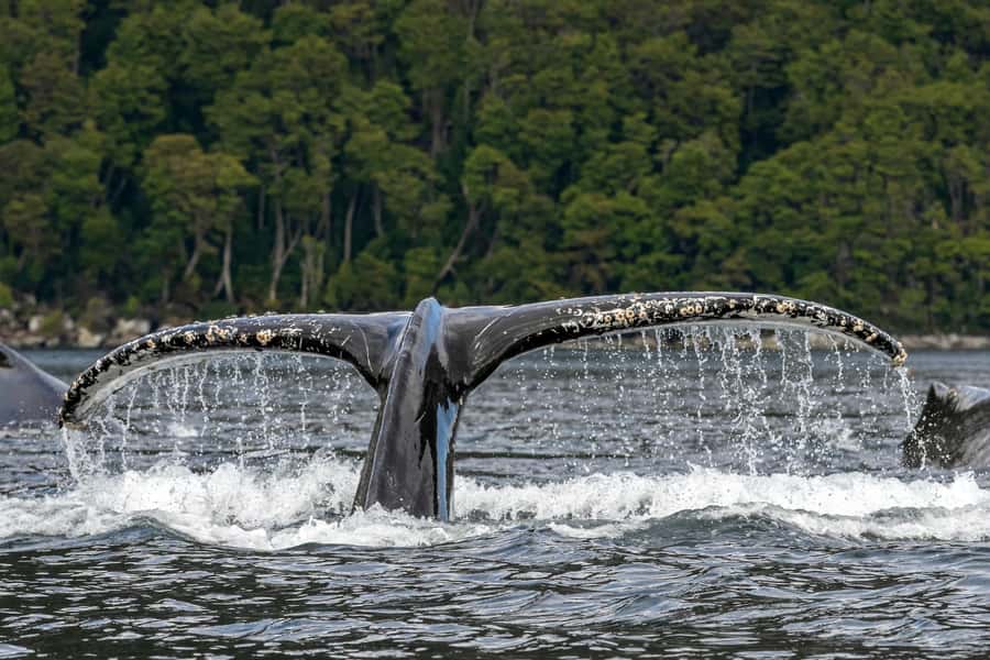 Punta Arenas: Full-Day Whales, Penguins, and Glaciers Tour - Why this Punta Arenas cruise is so unusual