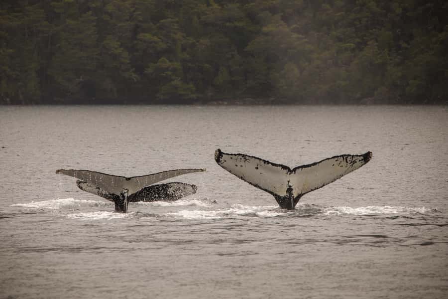 Punta Arenas: Full-Day Whales, Penguins, and Glaciers Tour - Three hours in Francisco Coloane Marine Park
