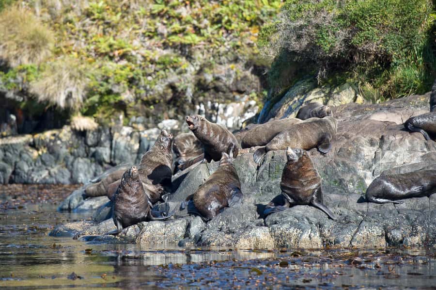 Punta Arenas: Full-Day Whales, Penguins, and Glaciers Tour - Glaciers and the Sarmiento de Gamboa view