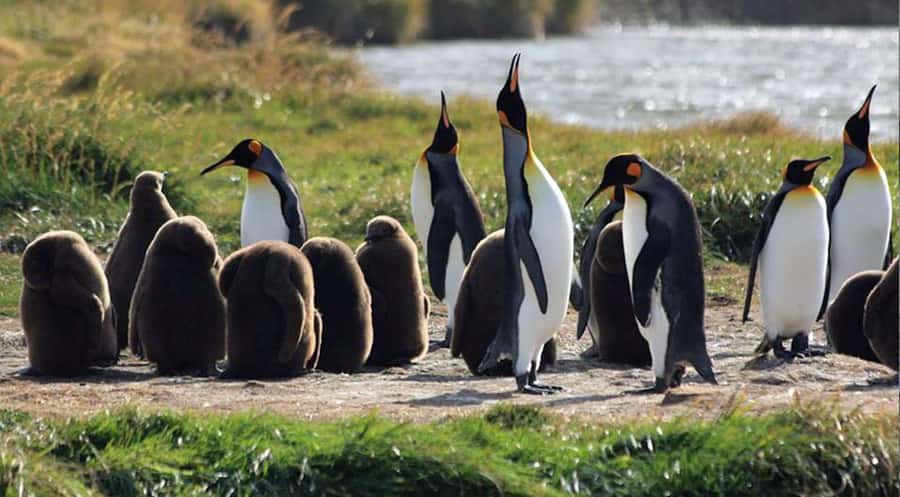 Punta Arenas: King Penguin Park and Tierra del Fuego Trip - Key points at a glance