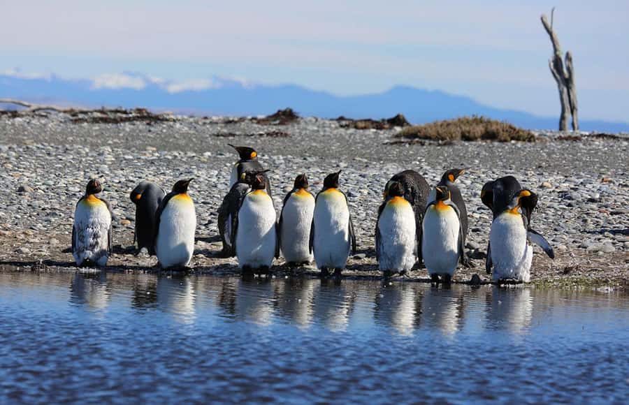Punta Arenas: King Penguin Park and Tierra del Fuego Trip - What you are really signing up for