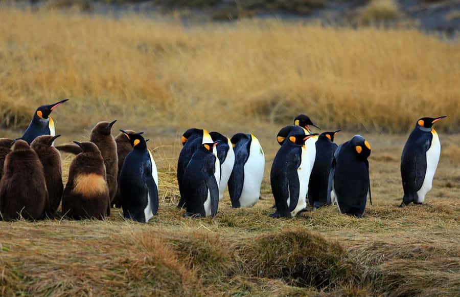 Punta Arenas: King Penguin Park and Tierra del Fuego Trip - One hour with the king penguins