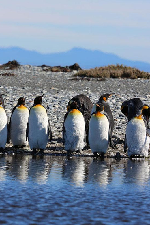Punta Arenas: King Penguin Park and Tierra del Fuego Trip - Cerro Sombrero and the oil town