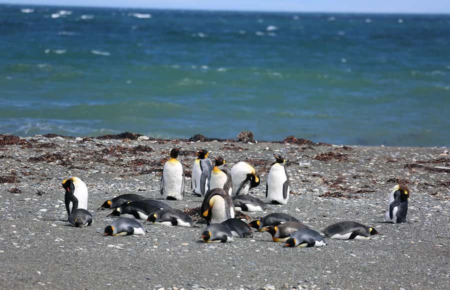 Punta Arenas: King Penguin Park and Tierra del Fuego Trip - San Gregorio Estancia on the way home