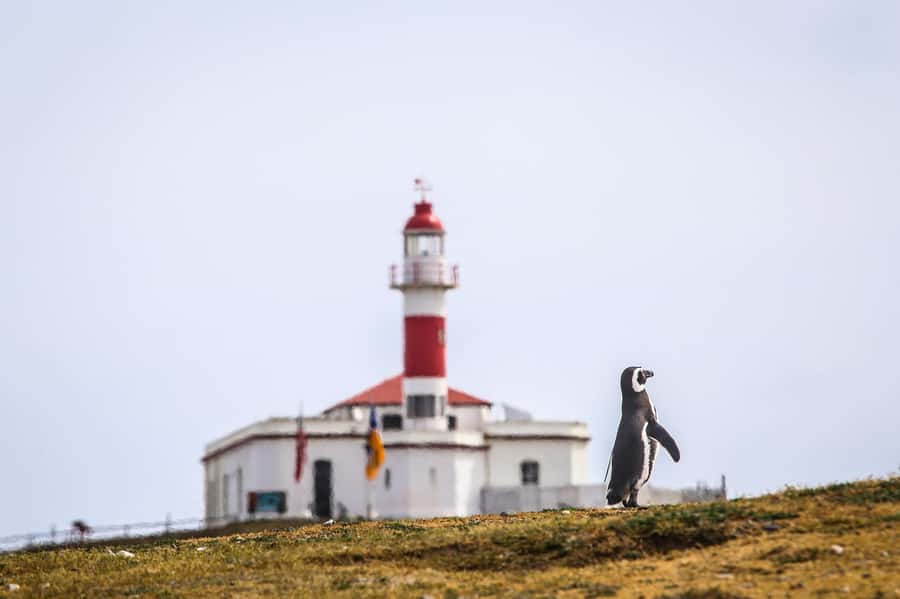 Punta Arenas: Magdalena Island Navigation & Penguin Walk - Key points to know before you book